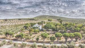 El-campo-Cortijo-Don-Simon